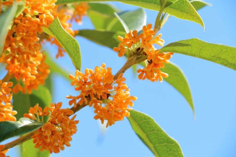 代襲相続人であるいとこ